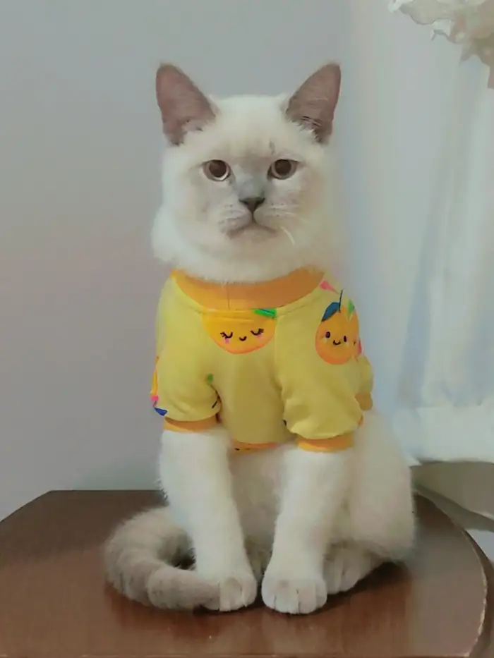 Sarı kazaklı beyaz kedi